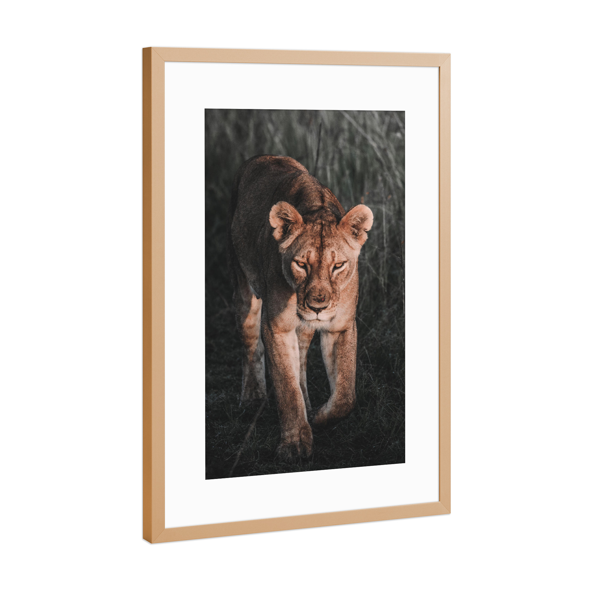 Poster mit Rahmen Kupfer "The cat walk" artboxONE - Tiere - Wildlife,Savage,Africa