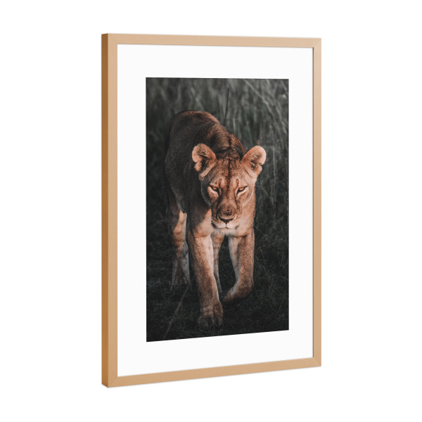 Poster mit Rahmen Kupfer "The cat walk" artboxONE - Tiere - Wildlife,Savage,Africa