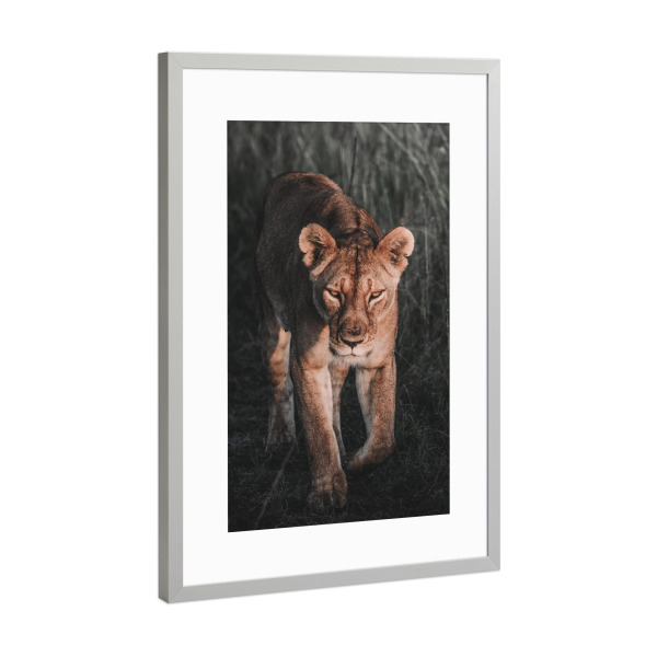 Poster mit Rahmen Silber "The cat walk" artboxONE - Tiere - Wildlife,Savage,Africa