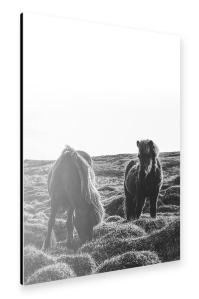 Alu-Dibond "Wildlife horses" 30x20 cm artboxONE