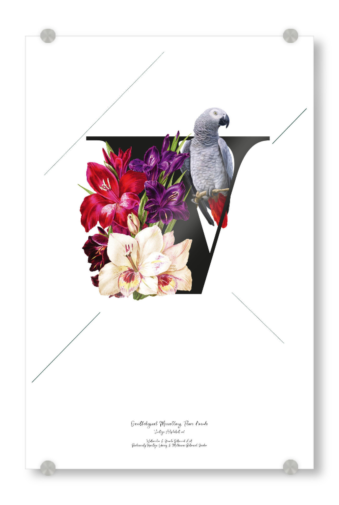 Acrylglasbild "Botanical Alphabet-V" artboxONE - Typografie,Buchstaben,Buchstaben / V