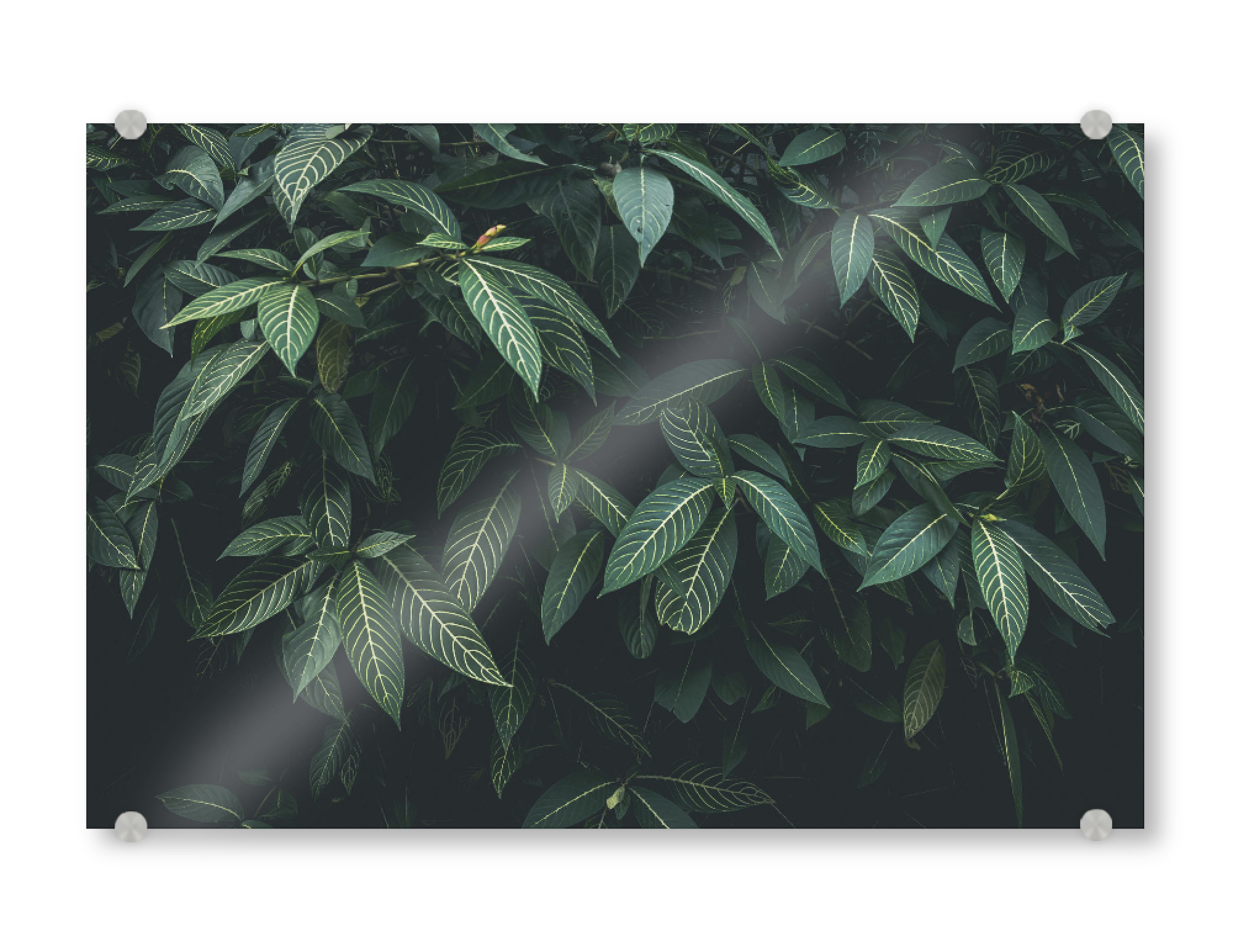 Acrylglasbild "CLOROFILA" artboxONE - Floral - Leaves,Nature,Plant