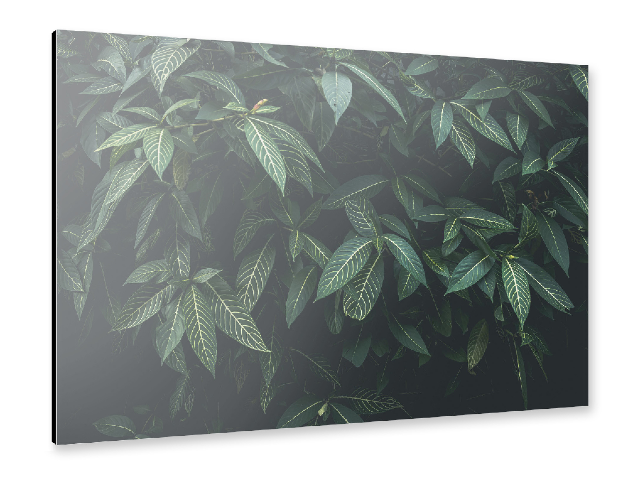 Alu-Dibond "CLOROFILA" 30x20 cm artboxONE