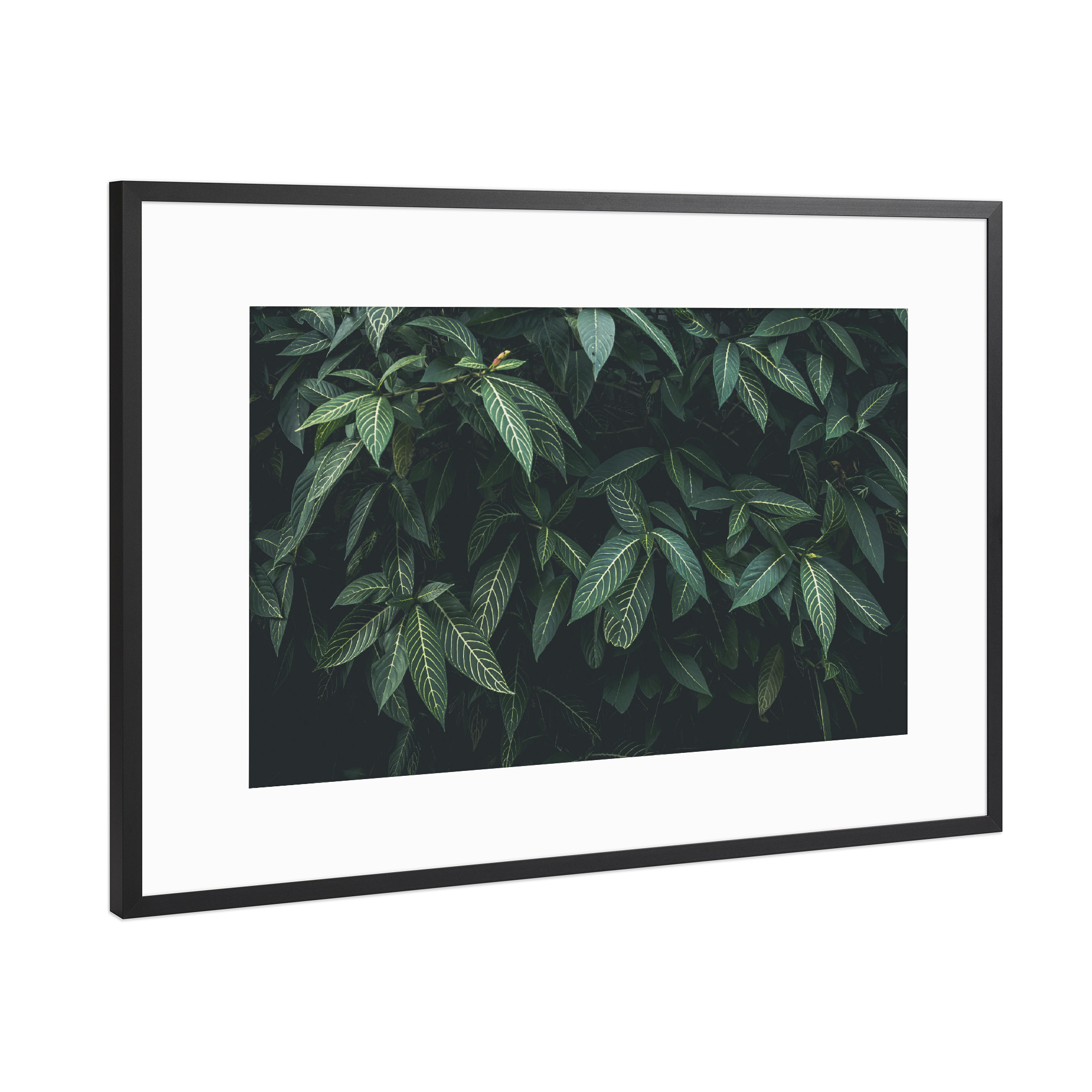 Poster mit Rahmen Schwarz (Metallic) "CLOROFILA" artboxONE - Floral - Leaves,Nature,Plant