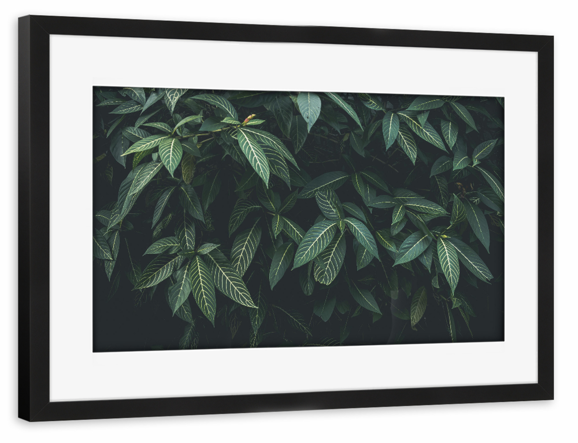 Poster mit Rahmen schwarz "CLOROFILA" artboxONE - Floral - Leaves,Nature,Plant