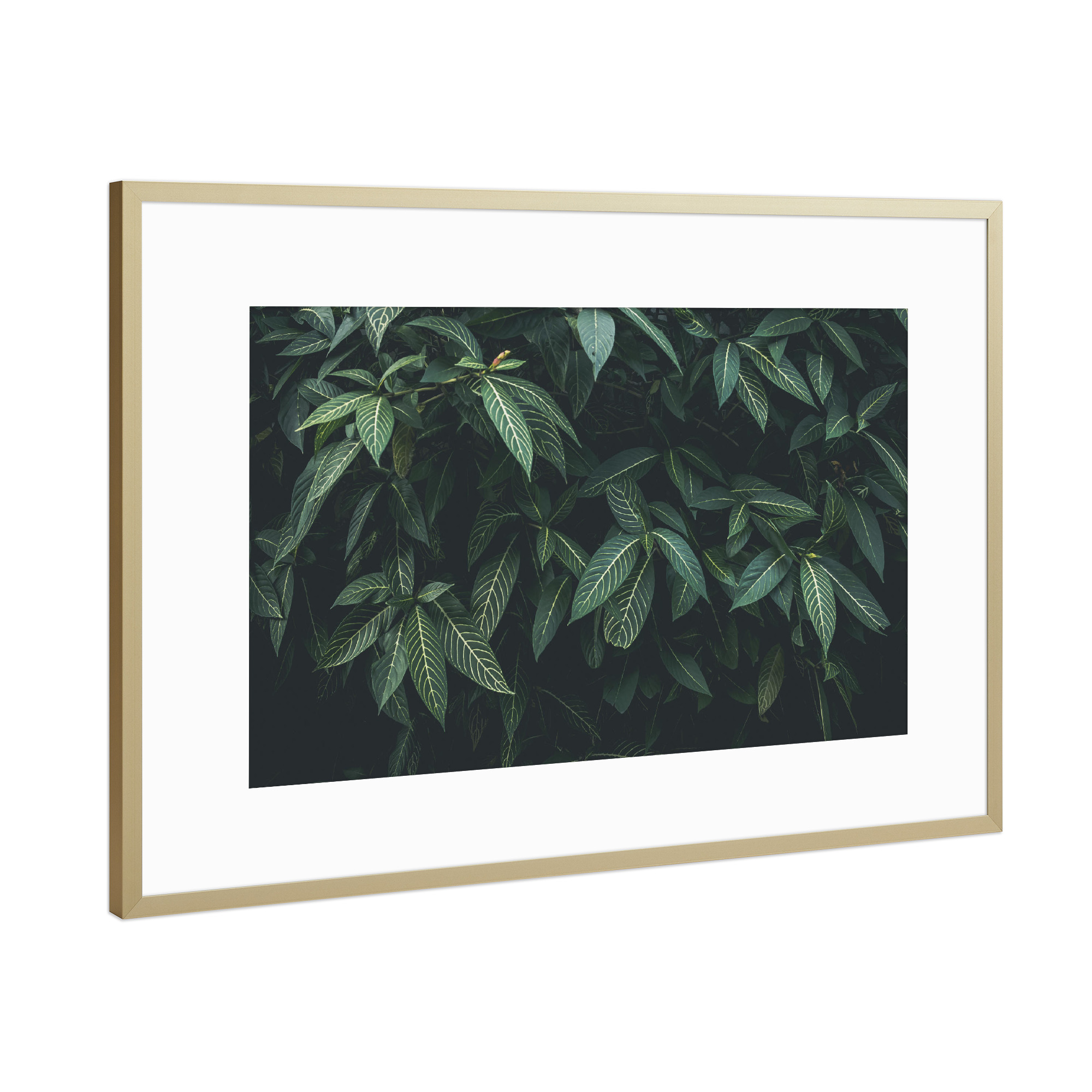 Poster mit Rahmen Gold "CLOROFILA" artboxONE - Floral - Leaves,Nature,Plant