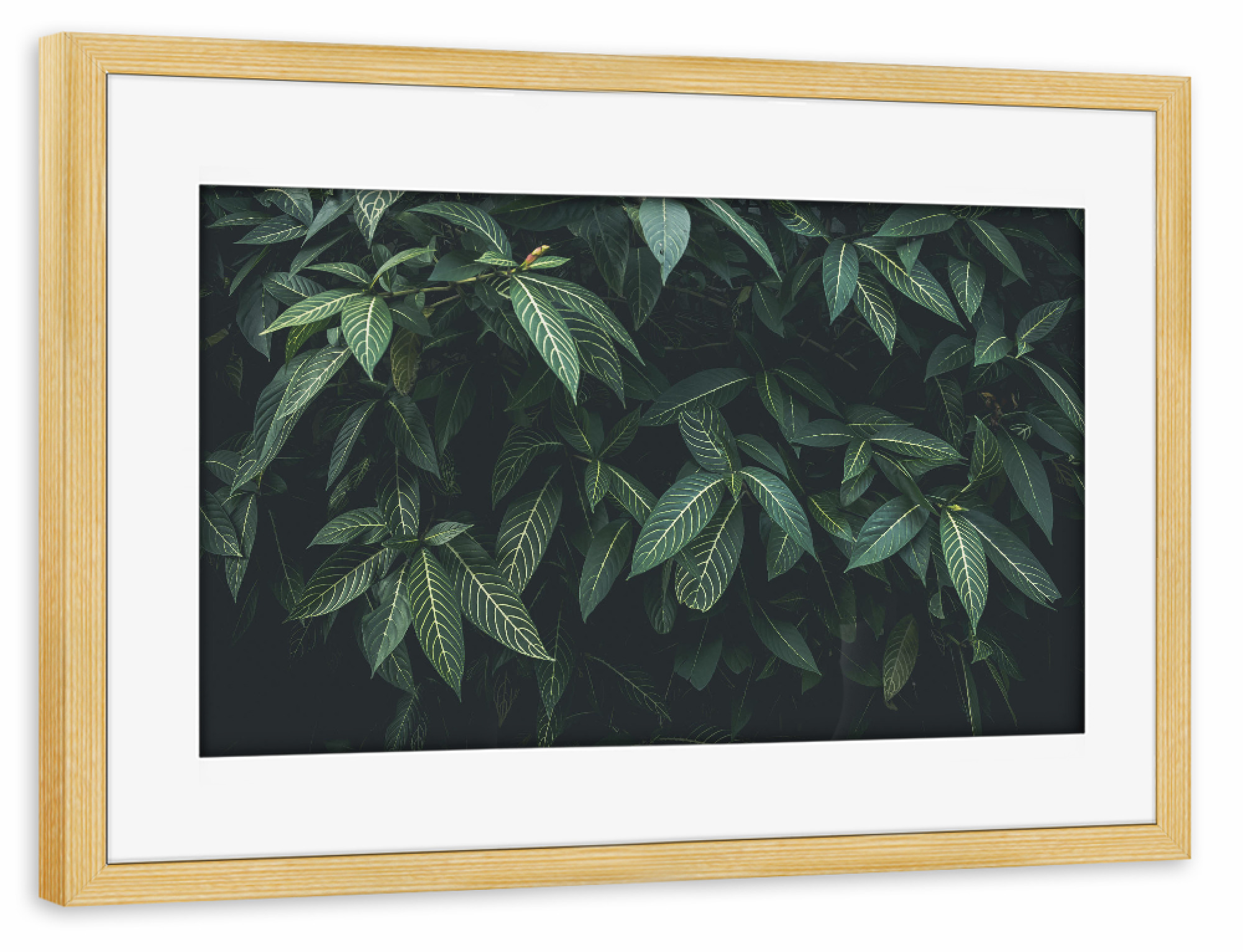 Poster mit Rahmen kiefer "CLOROFILA" artboxONE - Floral - Leaves,Nature,Plant