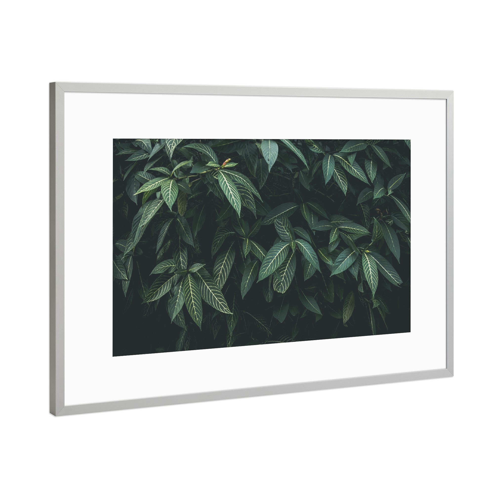 Poster mit Rahmen Silber "CLOROFILA" artboxONE - Floral - Leaves,Nature,Plant