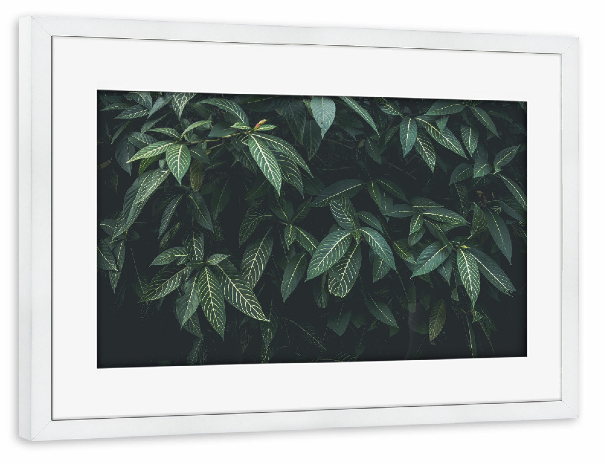 Poster mit Rahmen weiß "CLOROFILA" artboxONE - Floral - Leaves,Nature,Plant