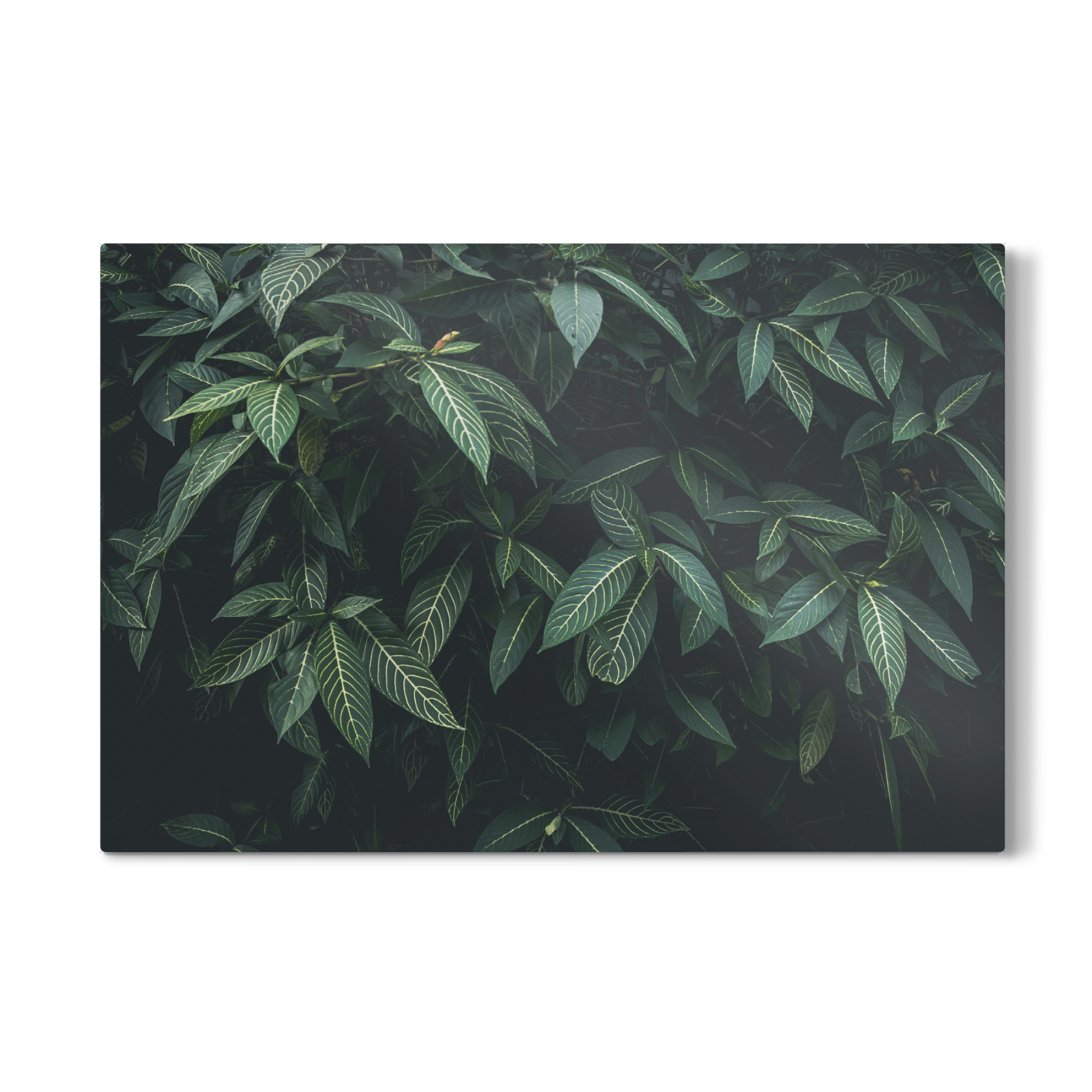 Galerie-Print "CLOROFILA" 30x20 cm artboxONE