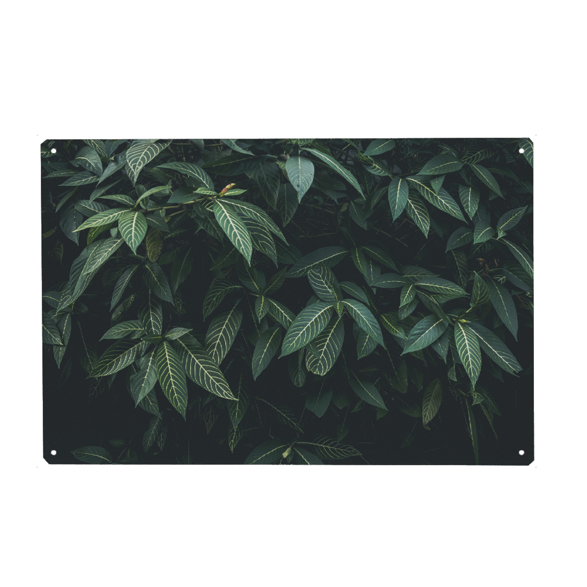 Holzbild "CLOROFILA" artboxONE - Floral - Leaves,Nature,Plant