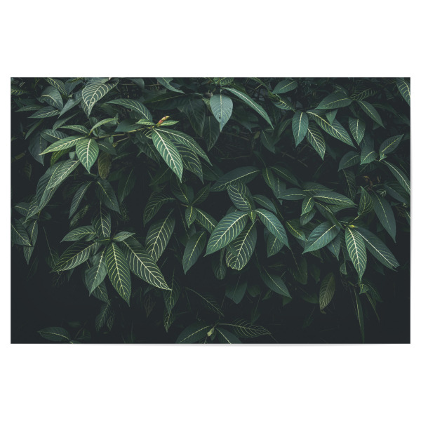 Poster "CLOROFILA" artboxONE - Floral - Leaves,Nature,Plant