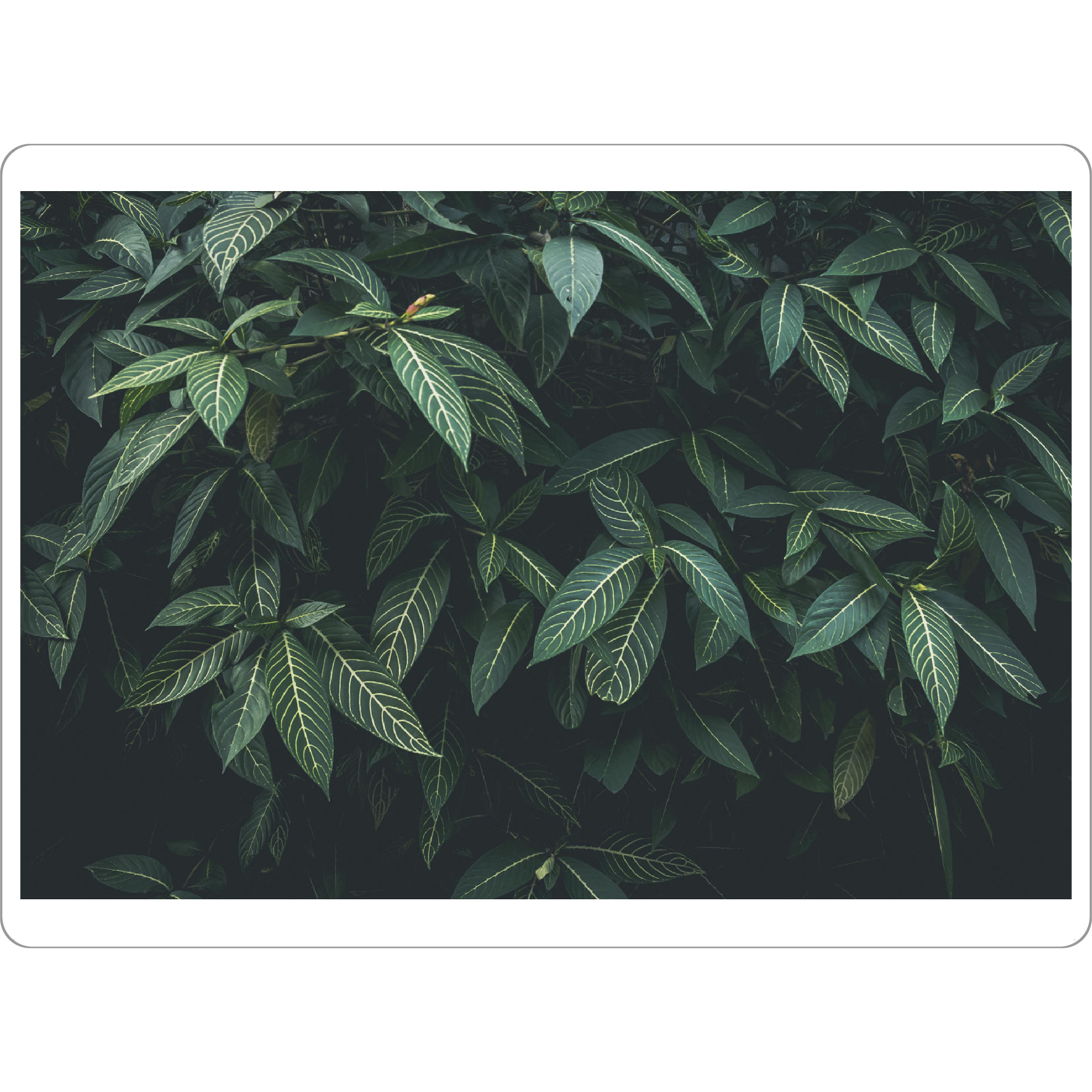 Tischset "CLOROFILA" artboxONE - Floral - Leaves,Nature,Plant - Bild leaves