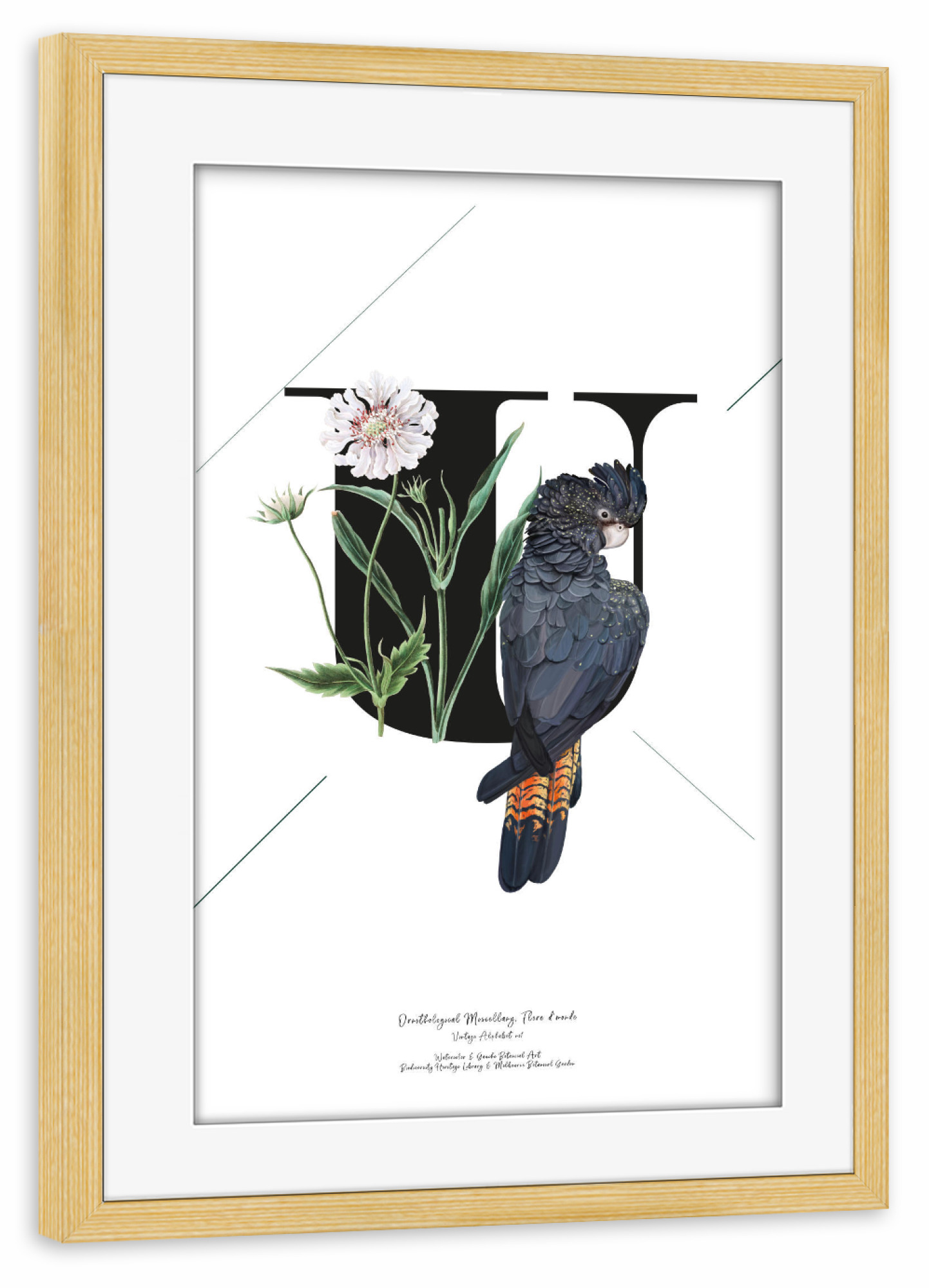 Poster mit Rahmen kiefer "Botanical Alphabet-U" artboxONE - Typografie,Buchstaben,Buchstaben / U