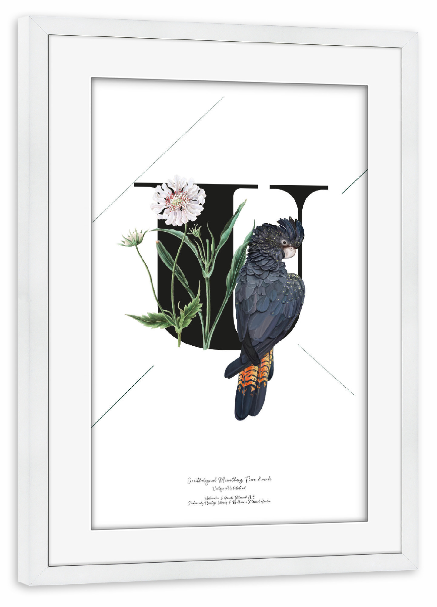 Poster mit Rahmen weiß "Botanical Alphabet-U" artboxONE - Typografie,Buchstaben,Buchstaben / U