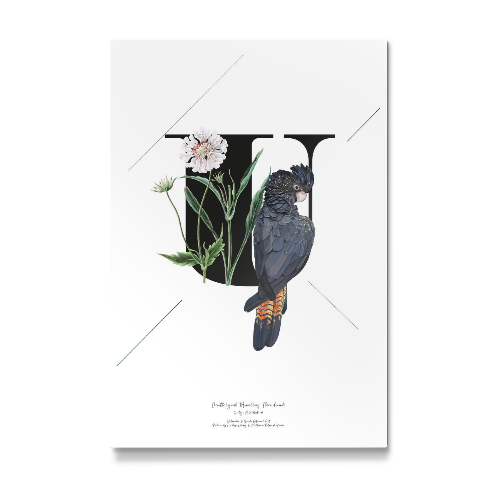 Galerie-Print "Botanical Alphabet-U" 75x50 cm artboxONE