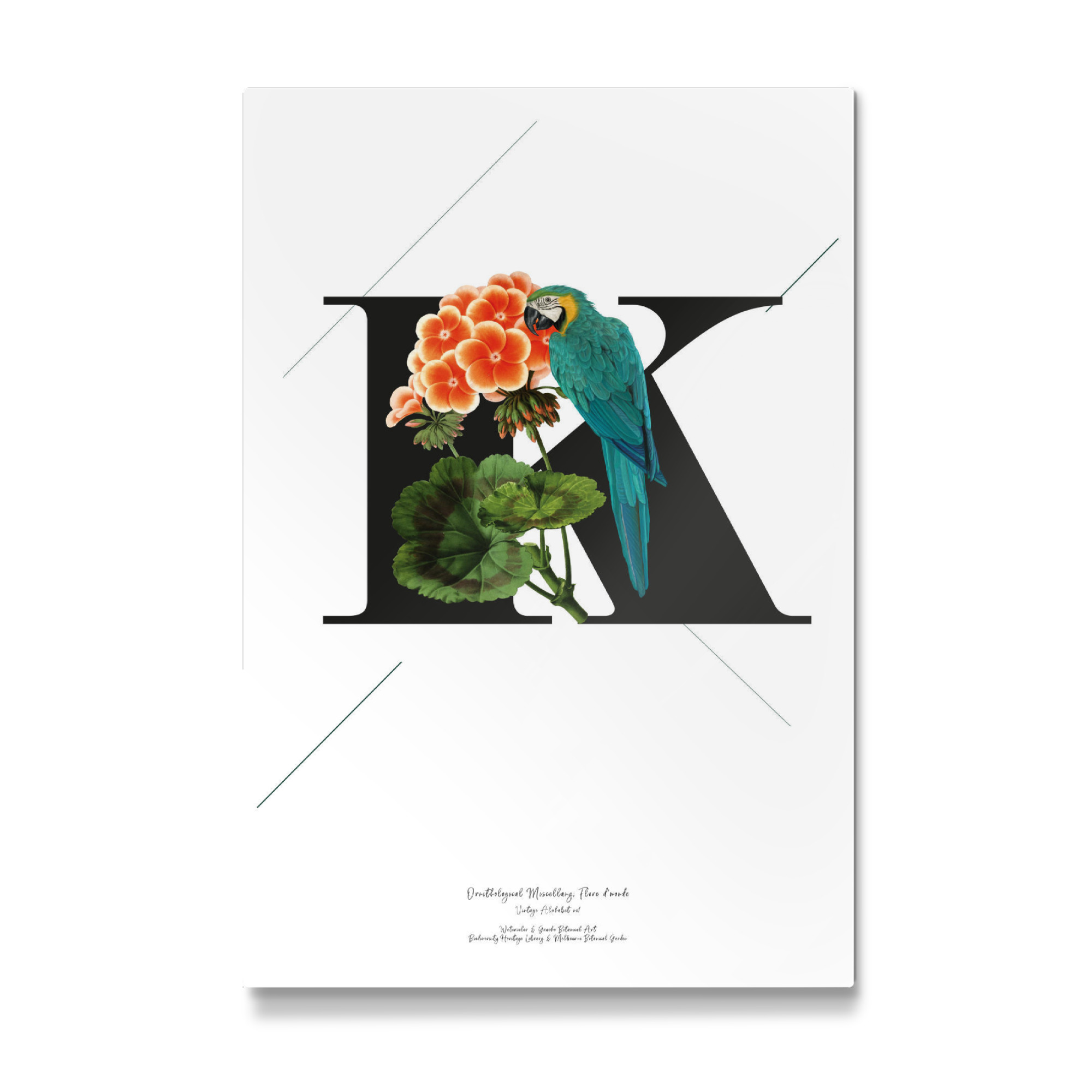 Galerie-Print "Botanical Alphabet-K" 75x50 cm artboxONE