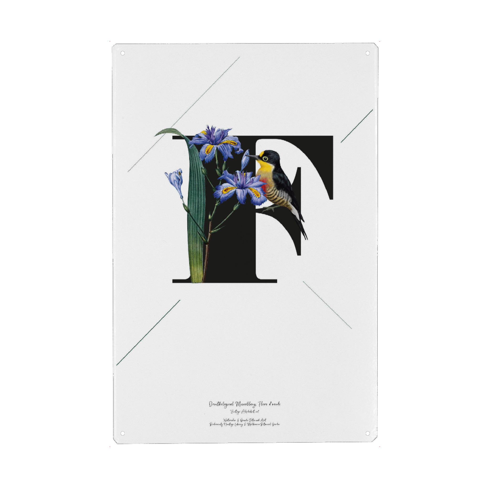 Metall Poster "Botanical Alphabet-F" artboxONE - Buchstaben,Buchstaben / F