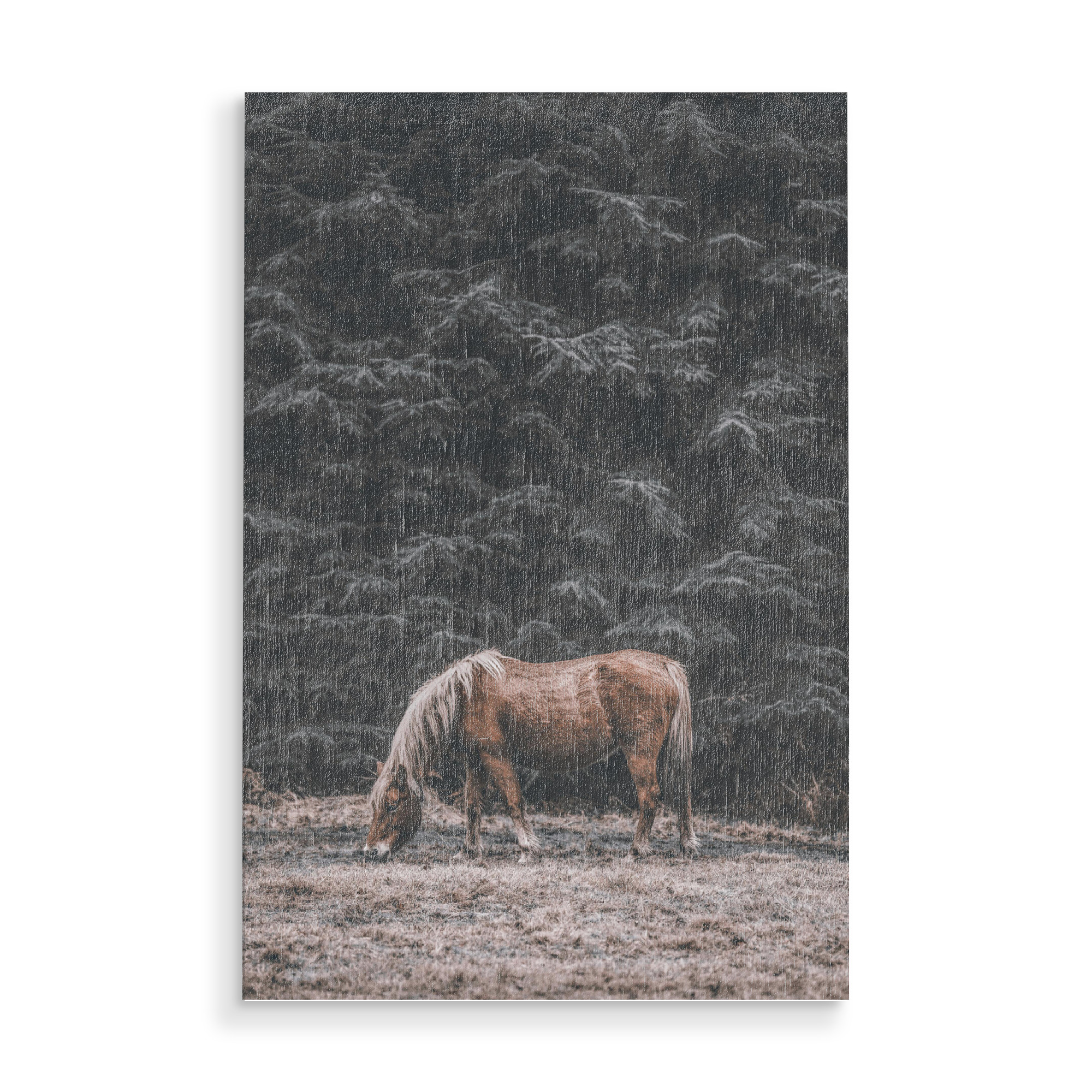 Holzbild "Wildness" artboxONE - Tiere - Horse,Tree,Forest