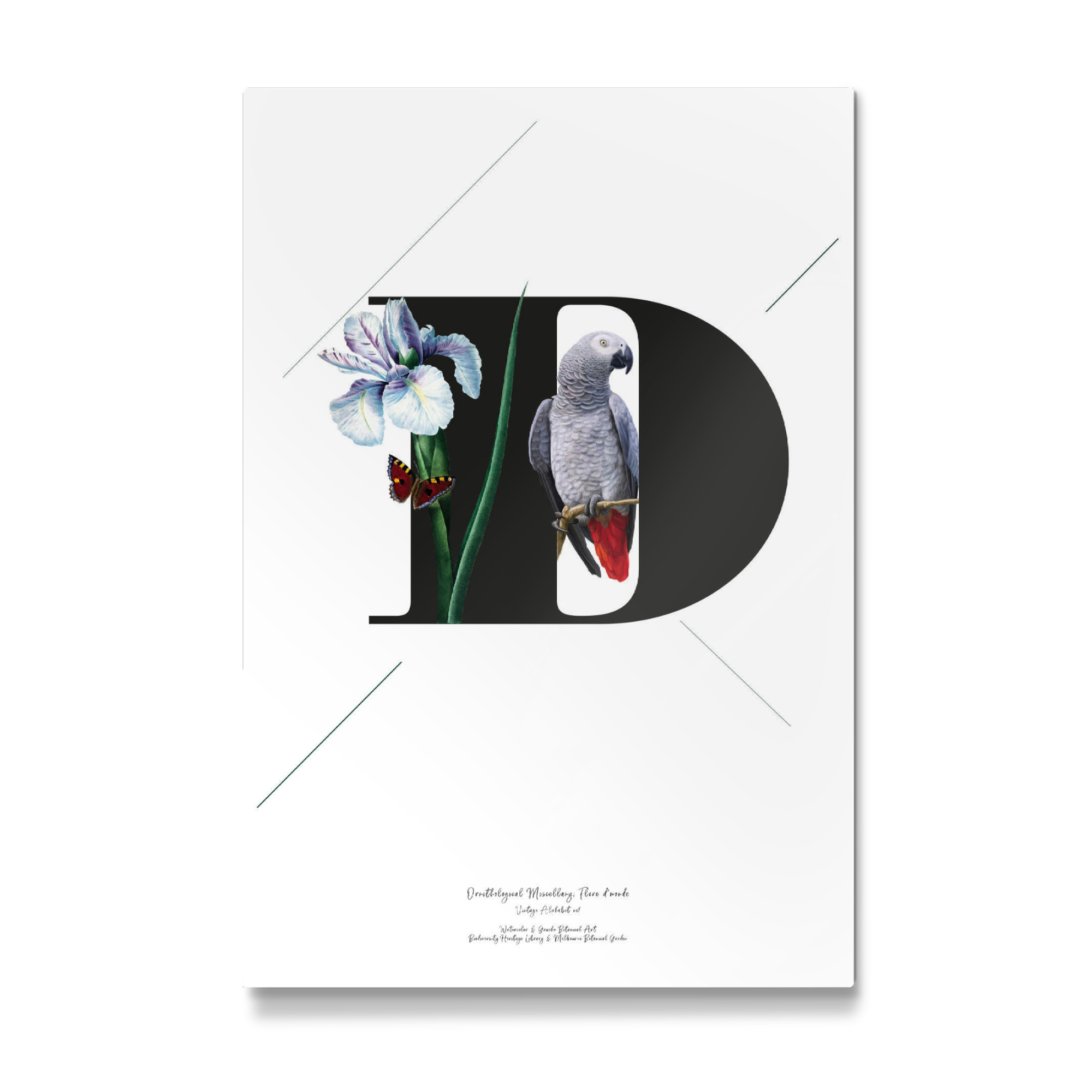 Galerie-Print "Botanical Alphabet-D" 30x20 cm artboxONE