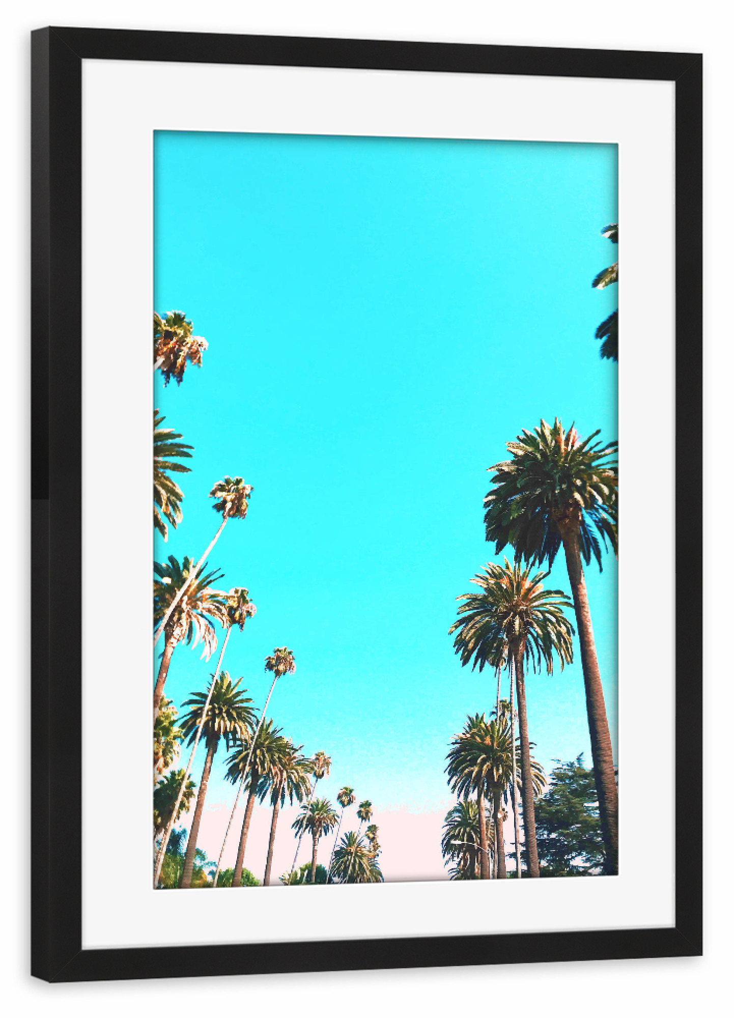 Poster mit Rahmen schwarz "OC Nature" artboxONE - Natur - California,Palm,Palmtree