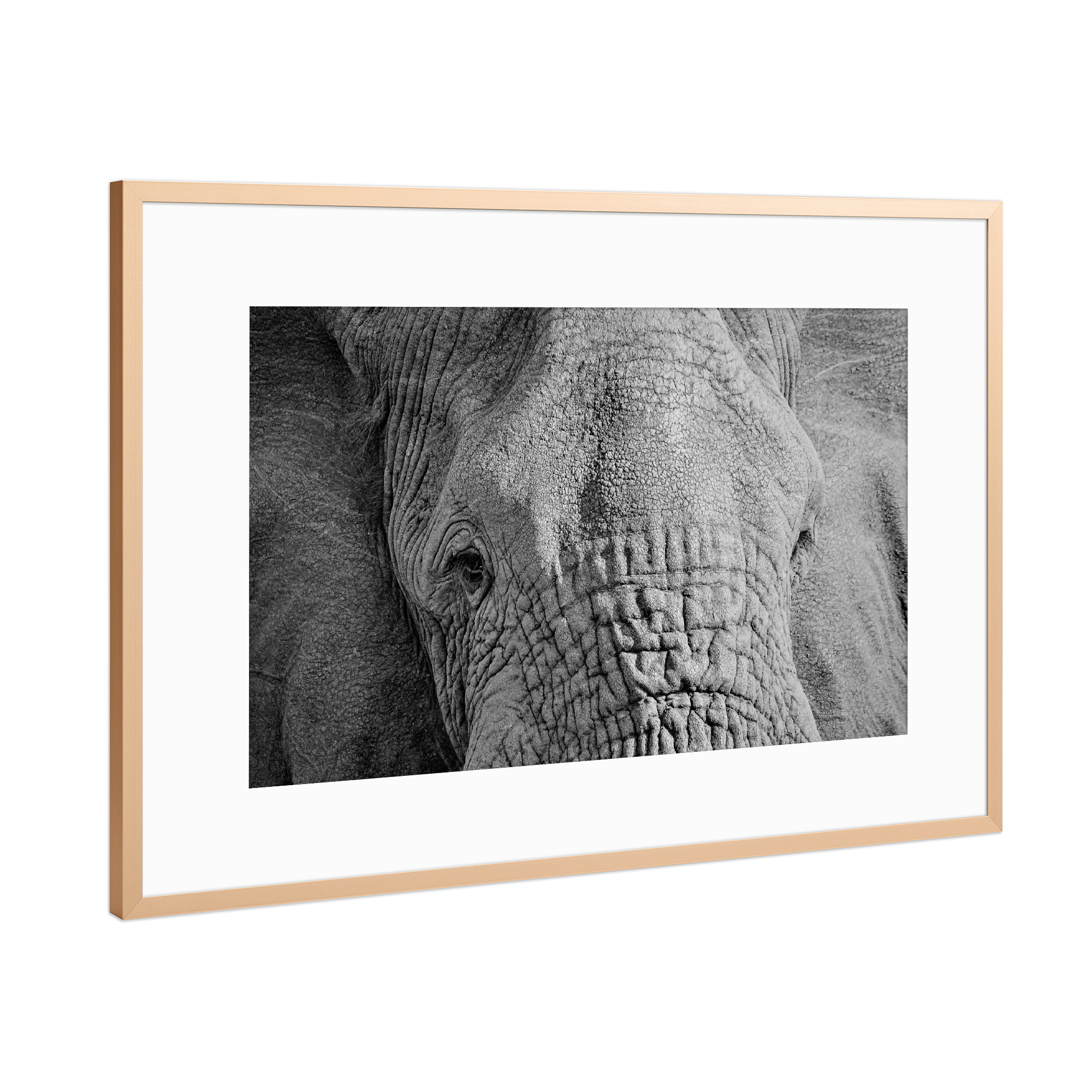 Poster mit Rahmen Kupfer "Elefanten Augen" artboxONE - Tiere,Schwarzweiß - Elefant,Augen