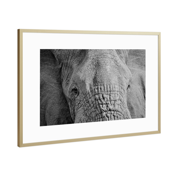 Poster mit Rahmen Gold "Elefanten Augen" artboxONE - Tiere,Schwarzweiß - Elefant,Augen