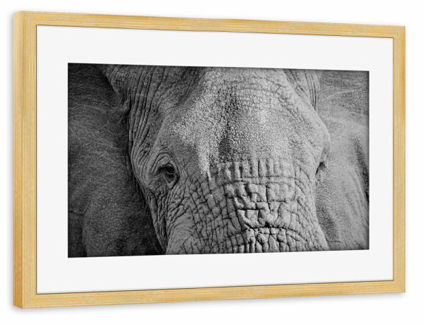 Poster mit Rahmen kiefer "Elefanten Augen" artboxONE - Tiere,Schwarzweiß - Elefant,Augen
