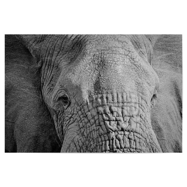 Poster 30x20 cm "Elefanten Augen" artboxONE - Tiere,Schwarzweiß - Elefant,Augen