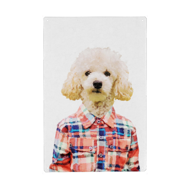 Metall Poster "Funny Poodle in red shirt" artboxONE - Tiere - Poodle,Dog - Blechschild