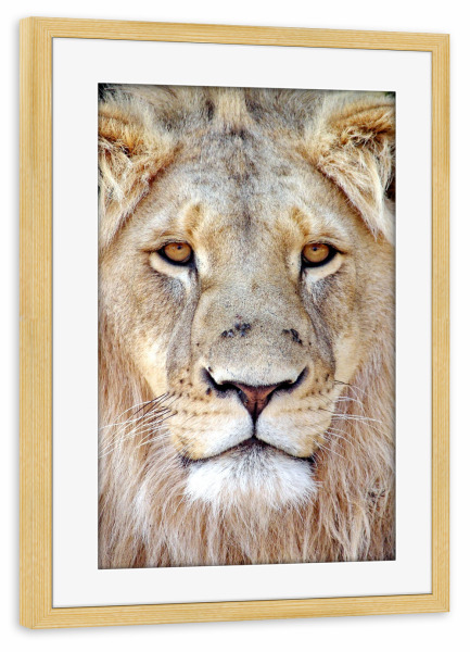 Poster mit Rahmen kiefer "Löwen Gesicht color" artboxONE - Tiere - Löwe