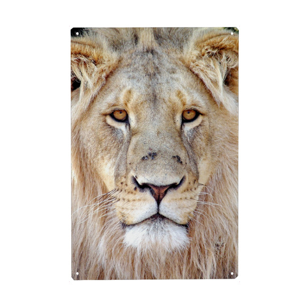 Holzbild "Löwen Gesicht color" artboxONE - Tiere - Löwe