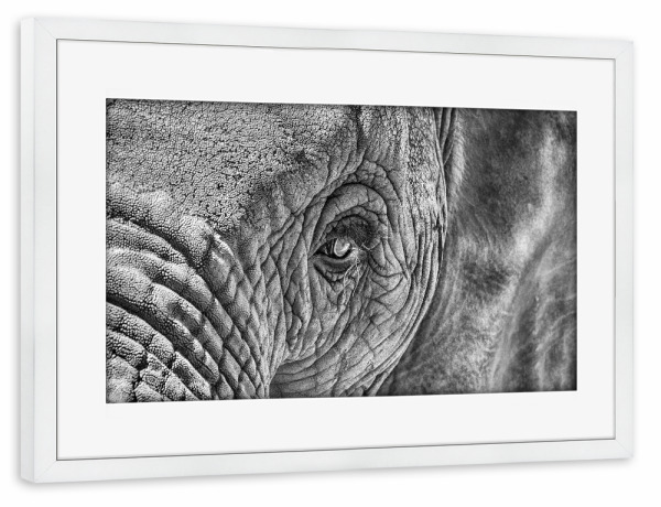 Poster mit Rahmen weiß "Elefant Auge" artboxONE - Tiere,Schwarzweiß - Elefant