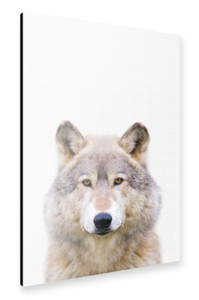 Alu-Dibond "Wolf (Color)" 30x20 cm artboxONE