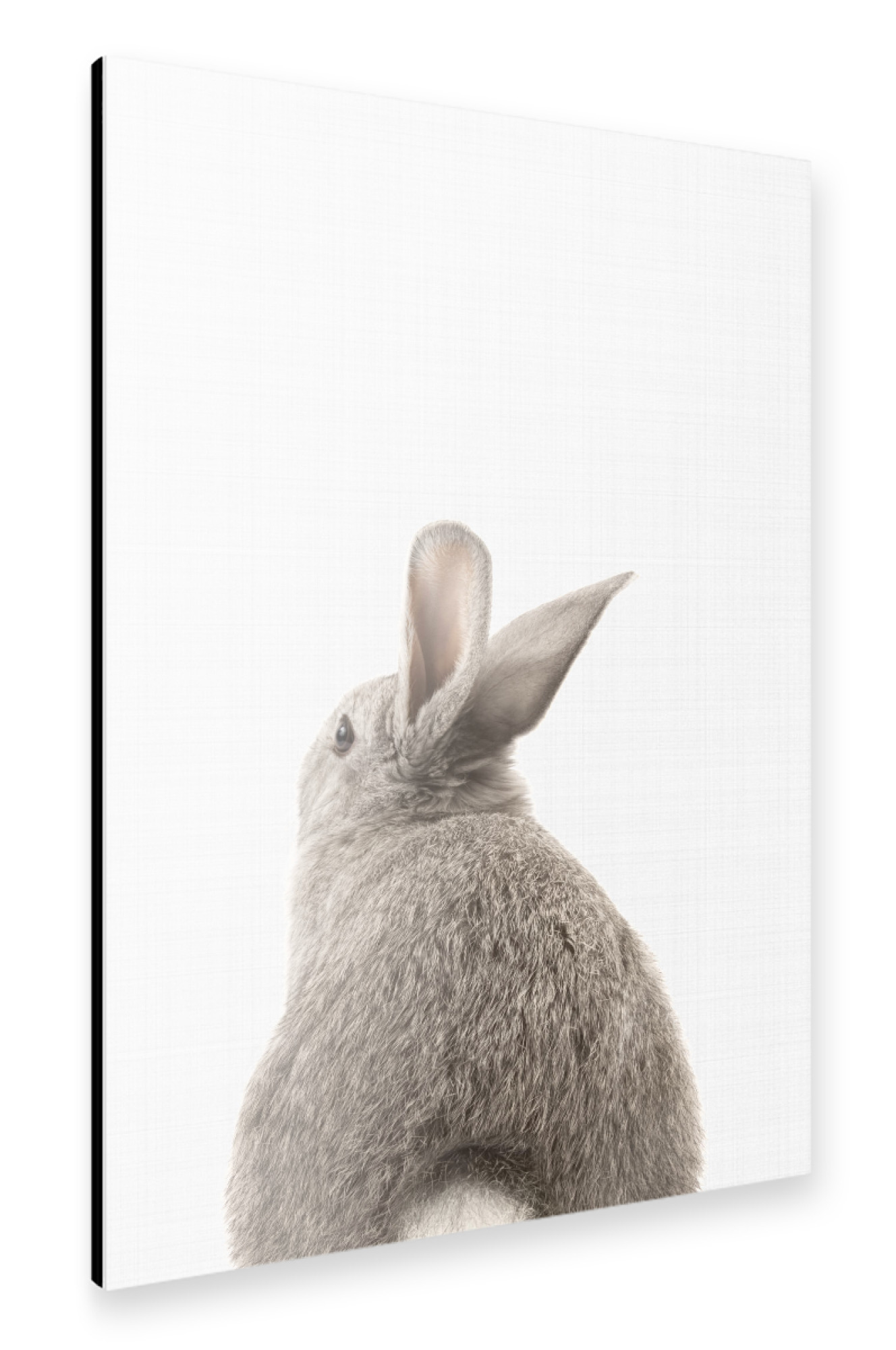 Alu-Dibond "Bunny (Rabbit) Tail" 75x50 cm artboxONE