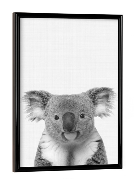 Poster mit schwarzem Rahmen "Koala Portrait" artboxONE - Tiere - Koala,Safari,Animal,Portrait