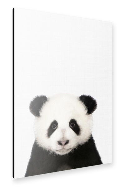 Alu-Dibond "Panda Portrait (Color)" 30x20 cm artboxONE