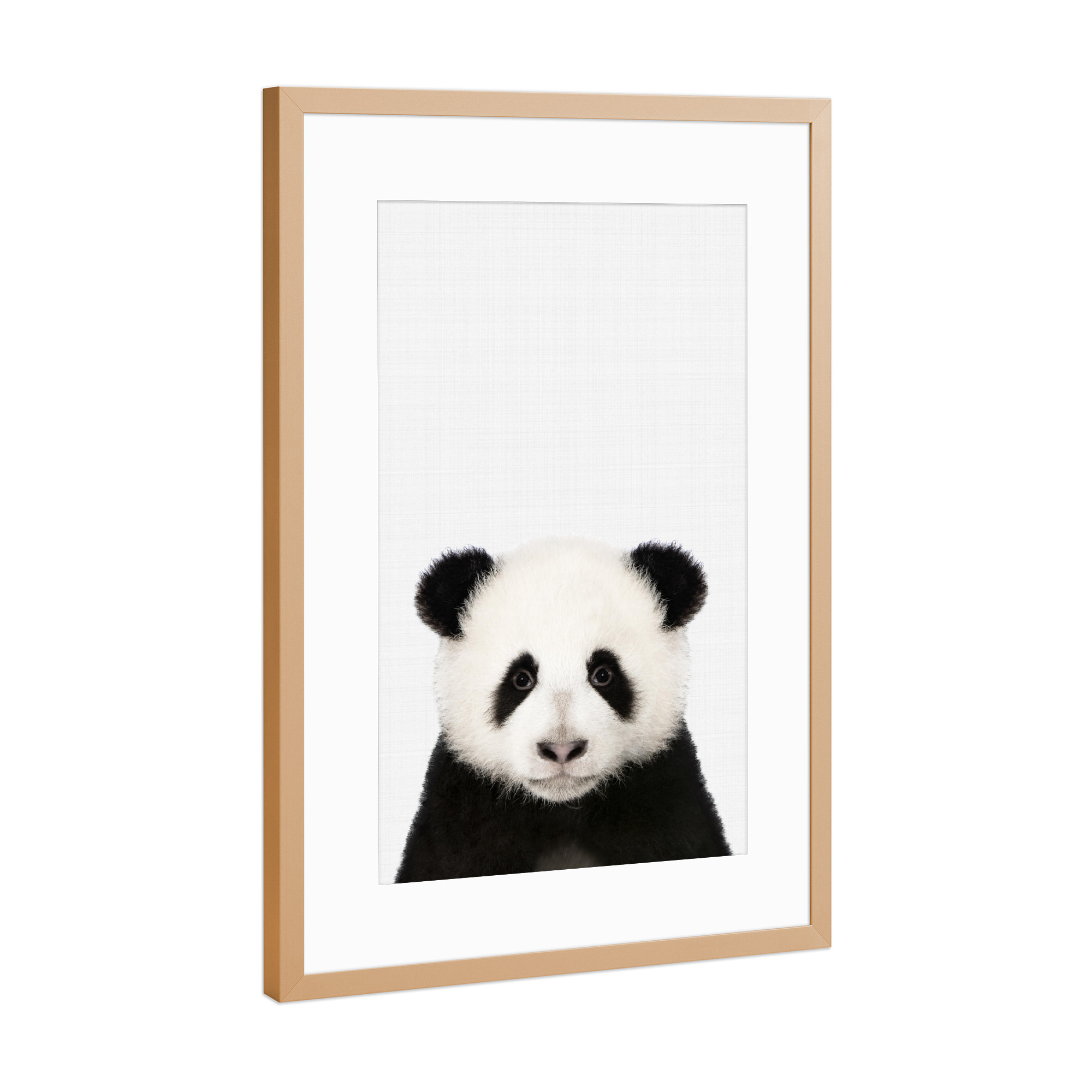 Poster mit Rahmen Kupfer "Panda Portrait (Color)" artboxONE - Tiere,Schwarzweiß - Panda,Portrait,Animal
