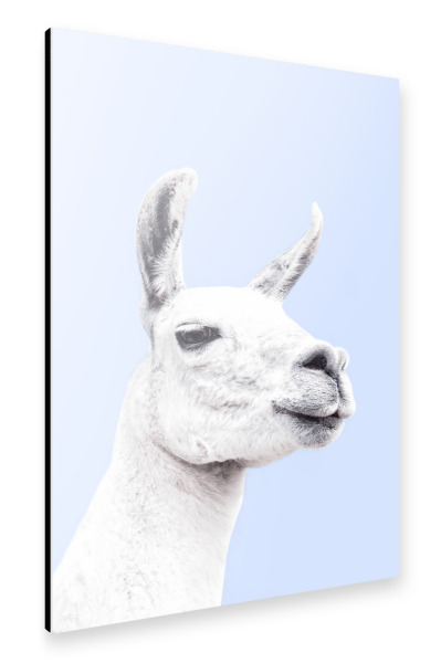 Alu-Dibond "Blue Llama" 30x20 cm artboxONE