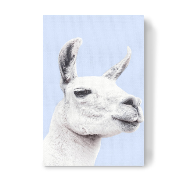 Leinwandbild "Blue Llama" artboxONE - Tiere,Schwarzweiß