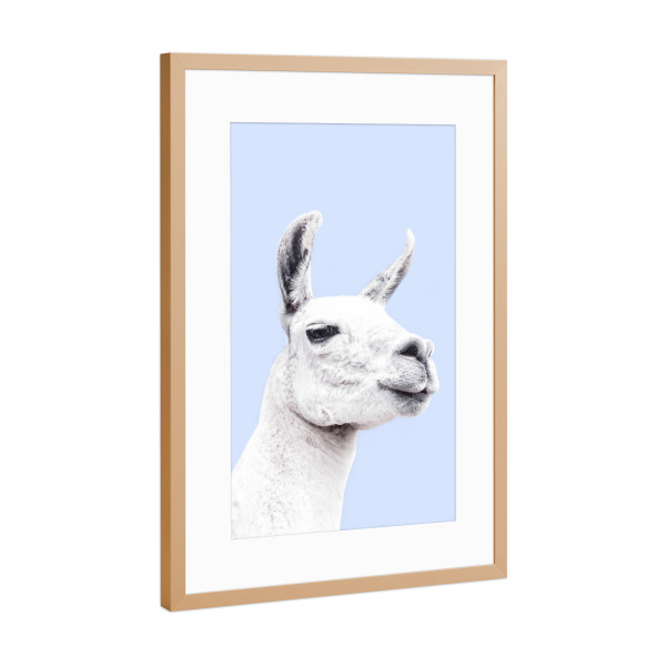 Poster mit Rahmen Kupfer "Blue Llama" artboxONE - Tiere,Schwarzweiß