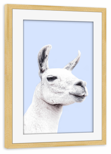 Poster mit Rahmen kiefer "Blue Llama" artboxONE - Tiere,Schwarzweiß