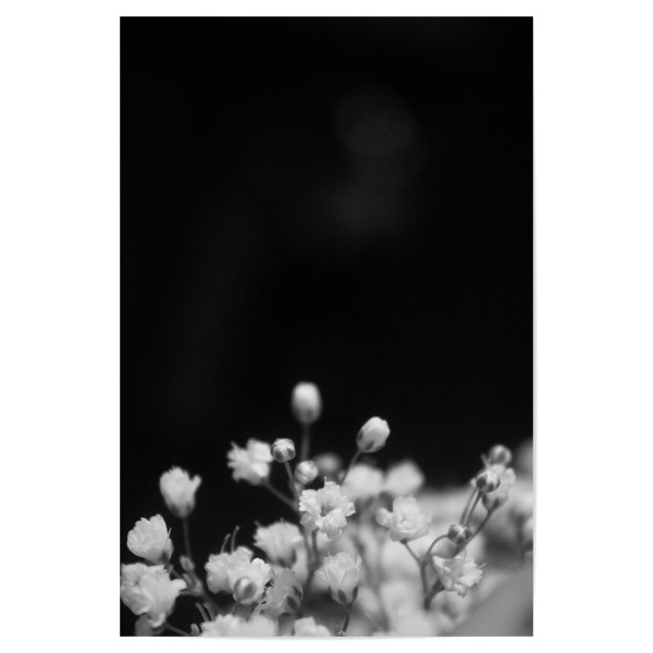 Poster 30x20 cm "Blooms Two" artboxONE - Floral,Schwarzweiß - Flowers