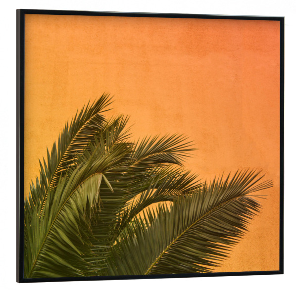 Poster mit schwarzem Rahmen 30x30 cm "Palm Two" artboxONE - Natur - Palm,Leaves,Summer