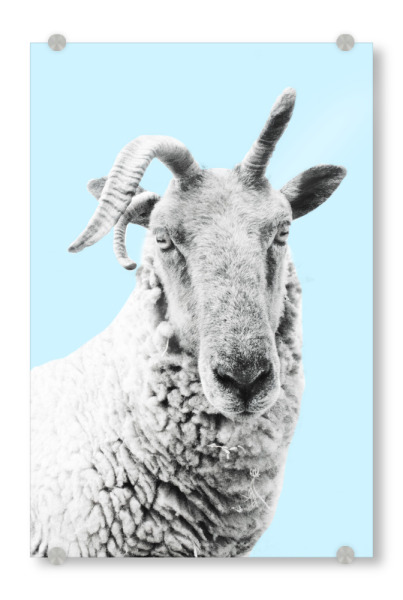 Acrylglasbild "Blue Sheep" artboxONE - Tiere