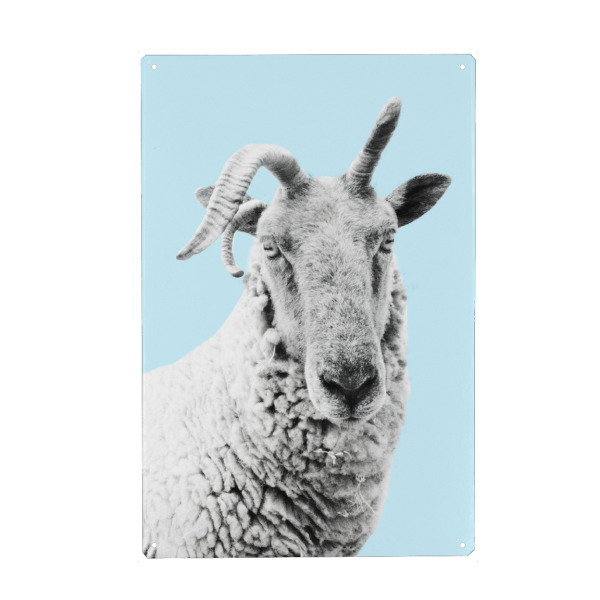 Holzbild "Blue Sheep" artboxONE - Tiere