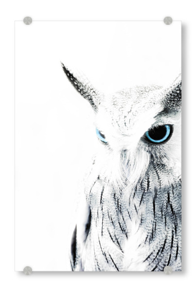 Acrylglasbild "Blue Eyed Owl" artboxONE - Tiere