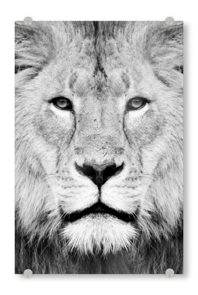 Acrylglasbild "Black and White Lion Face" artboxONE - Tiere,Schwarzweiß - Lion,Animal