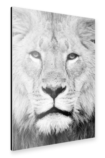 Alu-Dibond "Black and White Lion Face" 30x20 cm artboxONE