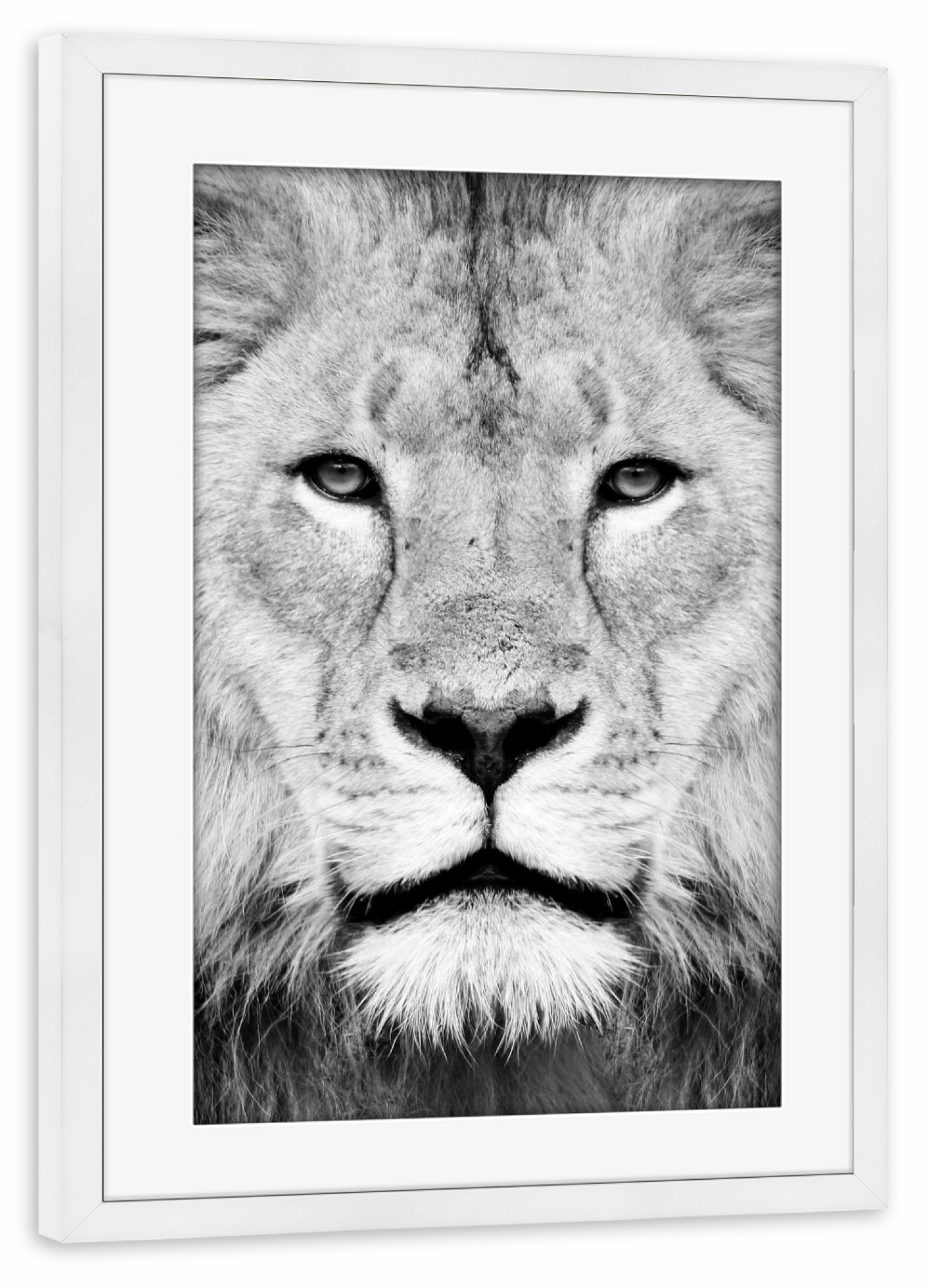Poster mit Rahmen weiß "Black and White Lion Face" artboxONE - Tiere,Schwarzweiß - Lion,Animal